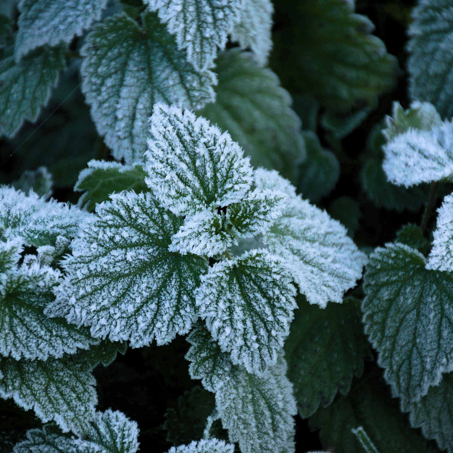 Frosted Glacier: Shower Gel to Soothe Sore Muscles