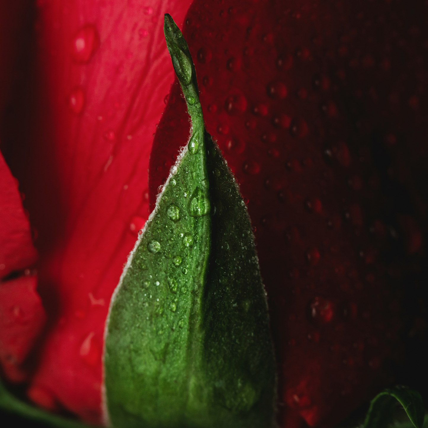 Roses: Cold Processed Soap Bar to Control Oil & Detoxify with Activated Charcoal Powder
