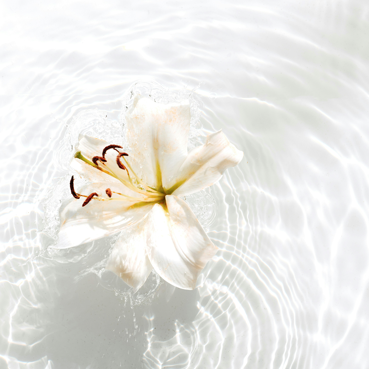 Vanilla Frost: Holiday Scented Shower Gel to Soothe, Hydrate, and Delight